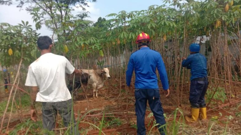 Insiden Sapi Mengamuk di Bogor: Tim Pemadam Kebakaran Bertindak Cepat